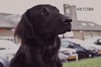 Unieke fotoshoot voor uw huisdier, Komt aan huis, Fotograaf