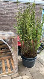 Liguster, Ophalen, Liguster, Minder dan 100 cm