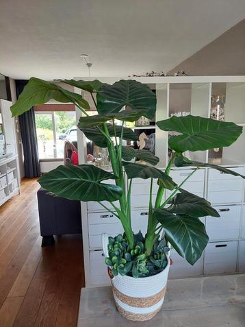 Grote kamerplant ( kunst) van tuincentrum, zgan beschikbaar voor biedingen