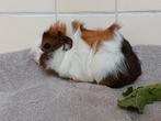 prachtig jong cavia zeugje, Dieren en Toebehoren, Knaagdieren, Oktober, Vrouwelijk, Cavia