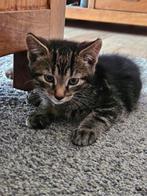 Katertje (cyperse) kitten te koop, Dieren en Toebehoren, Katten en Kittens | Overige Katten, Kater, Kortharig, 0 tot 2 jaar