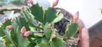 Lidcactus variegata, Ophalen of Verzenden, Halfschaduw, Minder dan 100 cm