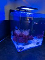 Blue marine reef 60 aquarium, Ophalen, Zo goed als nieuw, Overige typen