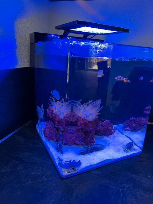 Blue marine reef 60 aquarium, Dieren en Toebehoren, Vissen | Aquaria en Toebehoren, Zo goed als nieuw, Overige typen, Ophalen