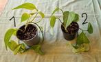 Epipremnum Aureum hang/klimplant, Huis en Inrichting, Kamerplanten, Ophalen, Overige soorten, Halfschaduw, Minder dan 100 cm