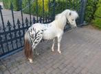 Appeloosa hengst Shetlander, Dieren en Toebehoren, Pony's, 0 tot 2 jaar, Hengst, A pony (tot 1.17m), Recreatiepony