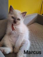 Ragdoll kittens met Stamboom/DNA/ECHO Cinn & Choc, Dieren en Toebehoren, Katten en Kittens | Raskatten | Langhaar, Meerdere dieren