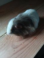 Cavia (beertje), Dieren en Toebehoren, Mannelijk, Tam, Maart, Cavia