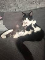 Lieve kitten poes en broertje zijn nog over, Dieren en Toebehoren, Katten en Kittens | Overige Katten, Poes