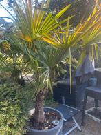 3 Palmbomen met Potten - Kamerplanten, Ophalen, Palm, Halfschaduw, In pot