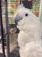 Witkuif baby kaketoe’s, Meerdere dieren, Papegaai, Pratend