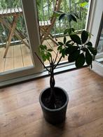 Kamerplant Schefflera mét pot, Ophalen, Overige soorten, Halfschaduw, In pot