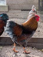Wyandotte haan, Dieren en Toebehoren, Mannelijk, Kip