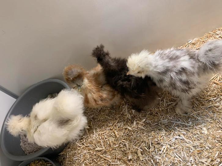 4 hennen 🐥Usa zijdehoen 8,5wk geent 💯% hen garantie✅, Dieren en Toebehoren, Pluimvee, Kip, Vrouwelijk