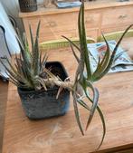 Aloe Vera, Ophalen of Verzenden, Overige soorten, Minder dan 100 cm