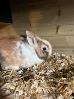 Heel veel lieve Tamme konijnen in onze opvang en varkens, Dieren en Toebehoren, Konijnen, Dwerg, Vrouwelijk, 0 tot 2 jaar