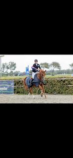 Topfitte 19 jarige vosruin, Dieren en Toebehoren, Paarden, Gechipt, Ruin, 11 jaar of ouder, Recreatiepaard
