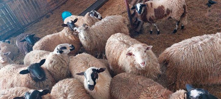 Jonge Schoonebeeker en Racka kruising rammen, dekrammen, Dieren en Toebehoren, Schapen, Geiten en Varkens, Schaap, Mannelijk, 0 tot 2 jaar