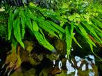 Javavaren microsorum pteropus, Dieren en Toebehoren, Vissen | Aquariumvissen, Vis