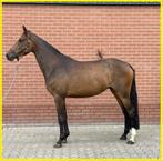*** 3,5 jarige merrie, 165 stokmaat ***, Dieren en Toebehoren, Merrie, Springpaard, Gechipt, Zadelmak
