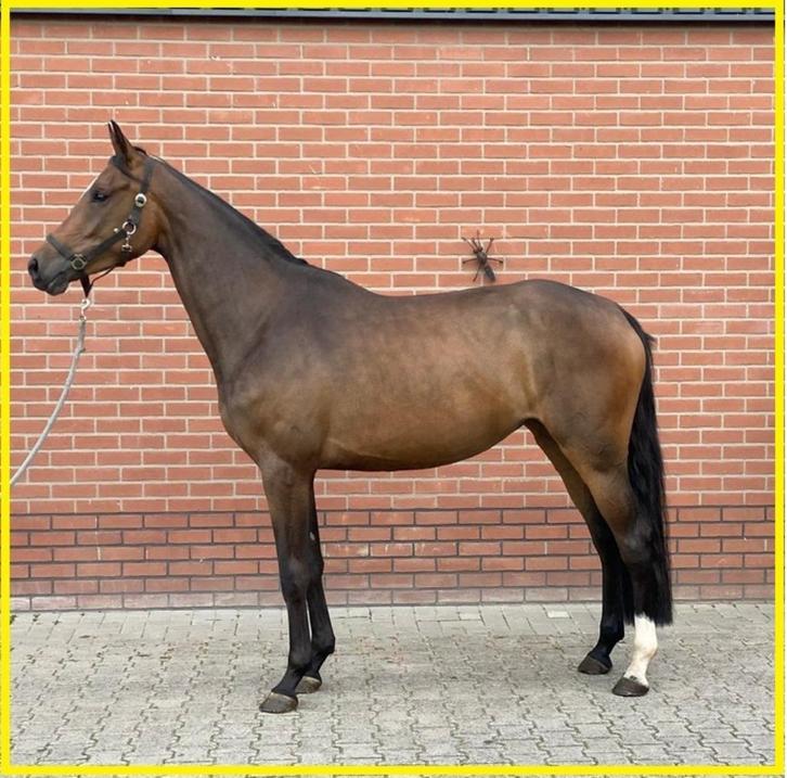 *** 3,5 jarige merrie, 165 stokmaat ***, Dieren en Toebehoren, Paarden, Merrie, Zadelmak, 165 tot 170 cm, 3 tot 6 jaar, Springpaard