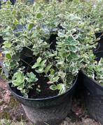 Struikjes Kardinaalsmuts, Tuin en Terras, Vaste plant, Bloeit niet, Halfschaduw, Ophalen