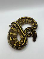 Phantom yellow belly (vrouw)ball python, Dieren en Toebehoren