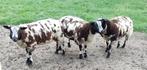 bonte dekrammen te koop, Dieren en Toebehoren, Schapen, Geiten en Varkens, Mannelijk, Schaap, 0 tot 2 jaar