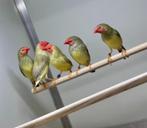 Te koop binsenastilde, Dieren en Toebehoren, Vogels | Overige Vogels, Mannelijk, Tropenvogel