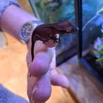 Baby wimpergekko met ingericht terrarium, Hagedis, Met terrarium, 0 tot 2 jaar