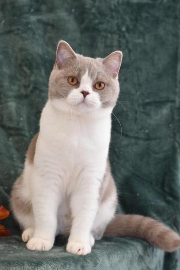 Lilac Bicolor British Shorthair Boy – Playful & Affectionate beschikbaar voor biedingen