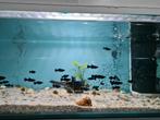Black Molly, Poecilia Sphenops Black, mollie, molly's, Dieren en Toebehoren, Vis, Zoetwatervis