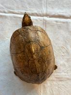 Schildpad antiek taxidermie, Ophalen of Verzenden, Gebruikt, Opgezet dier
