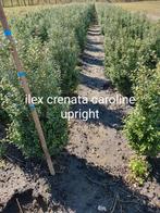 Ilex crenata Caroline upright  buxus vervanger, Buxus, Ophalen