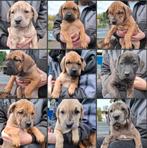 Pups Puppy's Mooie gezonde pups te koop  unieke combinatie, Dieren en Toebehoren, Honden | Niet-rashonden, Groot, Meerdere, Meerdere dieren