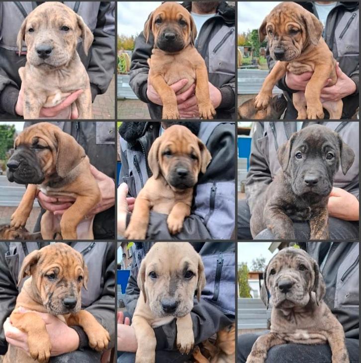 Pups Puppy's Mooie gezonde pups te koop  unieke combinatie, Dieren en Toebehoren, Honden | Niet-rashonden, Groot, Meerdere dieren