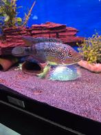 Jack Dempsey Chichliden, Rocio Octofasciata, Dieren en Toebehoren, Vissen | Aquariumvissen, Vis