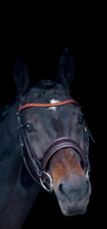 Bruin hoofdstel beschikbaar voor biedingen