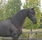 5 jarige friese ruin, Dieren en Toebehoren, Ruin, Zadelmak, 3 tot 6 jaar, 165 tot 170 cm