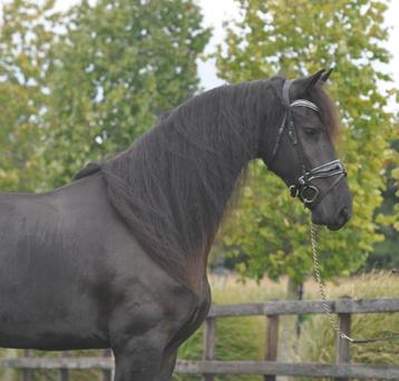 5 jarige grote friese ruin beschikbaar voor biedingen