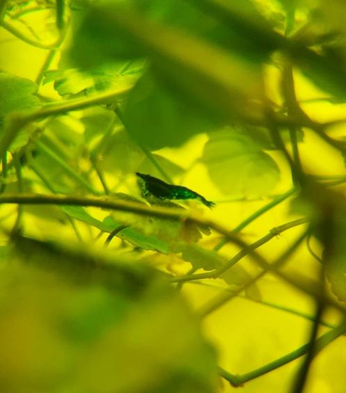 Mooie Blauwe Garnalen Neocardina, Dieren en Toebehoren, Vissen | Aquariumvissen, Zoetwatervis, Kreeft, Krab of Garnaal, Schoolvis