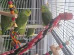 Forpus poppen, Dieren en Toebehoren, Vogels | Parkieten en Papegaaien, Vrouwelijk, Parkiet