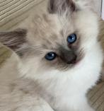3 PRACHTIGE RAGDOLL KITTENS MET STAMBOOM - GETESTE OUDERS, Dieren en Toebehoren, Katten en Kittens | Raskatten | Langhaar, Meerdere dieren
