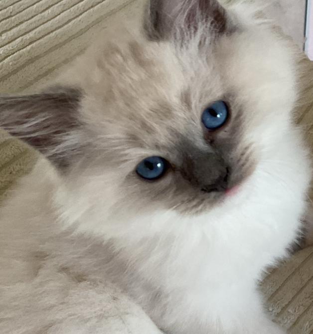 3 PRACHTIGE RAGDOLL KITTENS MET STAMBOOM - GETESTE OUDERS, Dieren en Toebehoren, Katten en Kittens | Raskatten | Langhaar, Meerdere dieren