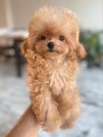 Exclusieve Maltipoo F1 Mucro pups (Maltezer/Azian Toy Poedel, Dieren en Toebehoren, Honden | Chihuahua's en Gezelschapshonden