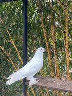 Hongaarse reuzenduif doffer, Dieren en Toebehoren, Vogels | Duiven, Mannelijk