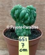 San Pedro monster Cactussen - Trichocereus pachanoi (klein), Huis en Inrichting, Kamerplanten, Cactus, Minder dan 100 cm, In pot