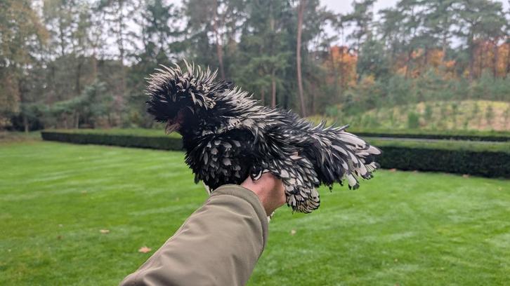 Hunter de haan, Dieren en Toebehoren, Pluimvee, Kip, Mannelijk