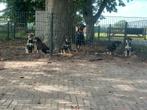 Rottweiler x Husky pups, Dieren en Toebehoren, Honden | Bulldogs, Pinschers en Molossers, Rabiës (hondsdolheid), Overige rassen