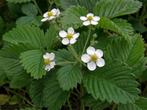 Fragaria moschata (grote bosaardbei) wit vaste plant, Bodembedekkers, Vaste plant, Ophalen of Verzenden, Volledige schaduw
